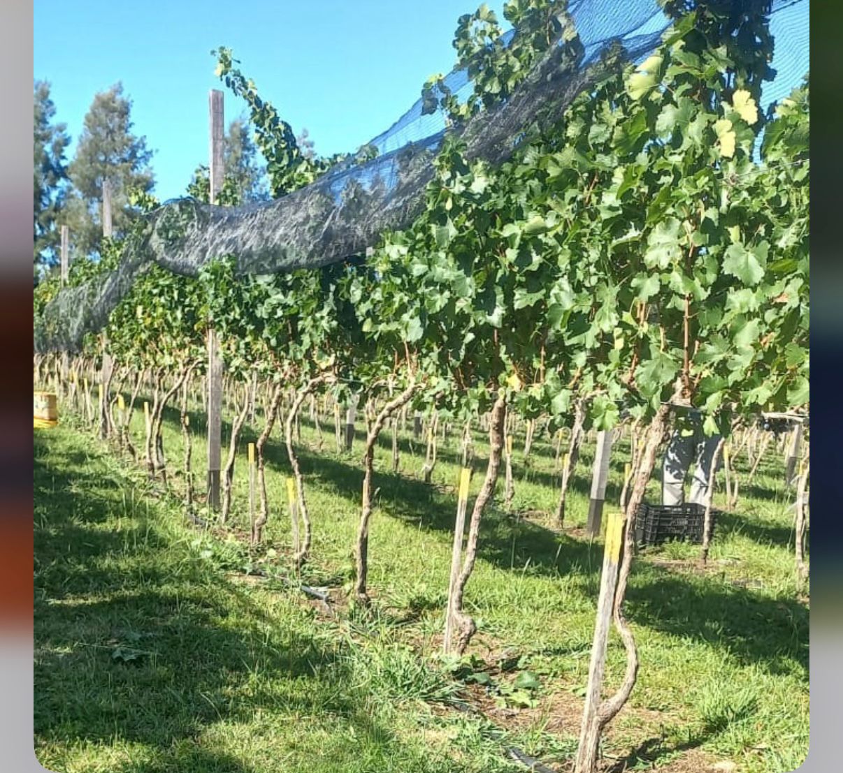 Bodega y Viñedo 28/20